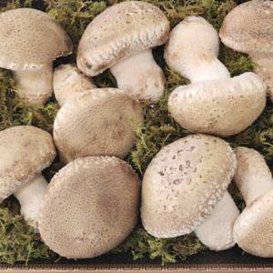 무농약 송화버섯 고기버섯 송고버섯 500g 솔송화