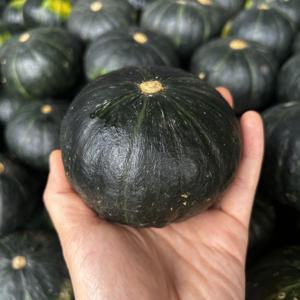 제주 미니 밤호박 해남 미니 밤호박 단호박 보우짱 못난이 혼합 3kg