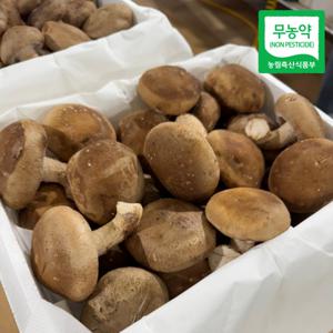 산지직송 무농약 인증 송화 송향버섯 중품 1kg