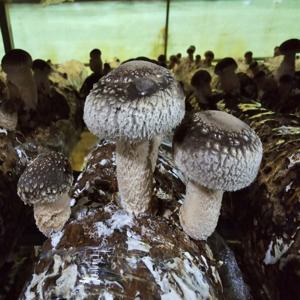 송화버섯 500g 당일 채취하여 바로 전달드릴게요 국내산 고기버섯 송이의 향과 표고의 식감을 담았습니다.