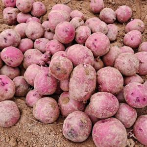홍감자 자색 카스테라 햇감자 붉은감자 왕특5kg /28일까지 특별할인+무료배송