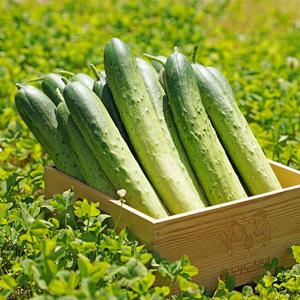 수분가득 국내산 백다다기오이 특 3kg