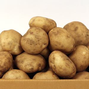 [농부마음] 25년 햇감자 10kg (대/상) 하우스감자 수미 두백