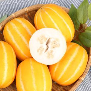 [오늘담은]성주참외 못난이 랜덤과 1kg