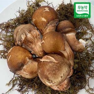 (산지직송) 참송이버섯 1kg 가정용/실속형