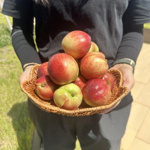 [밋앤밀] 산지직송 프리미엄 신비복숭아 대과 2Kg(14∼17과내외)