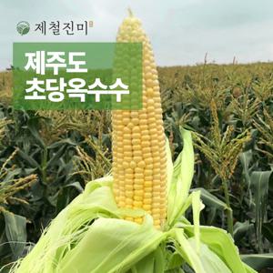 제철진미 제주 햇 고당도 초당옥수수 특상품 10개입 15cm이상