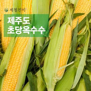 제철진미 제주 햇 고당도 초당옥수수 특상품 20개입 15cm이상