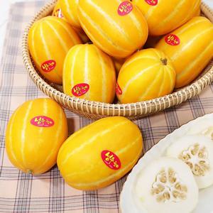 고당도 성주참외 실속형 2.5kg 소과 13-20개