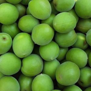 (예약주문 6/08~순차출고) 순천 매실 청매실 왕왕 5kg (40-37mm) 산지직송 매실장아찌 피클 매실청 매실액