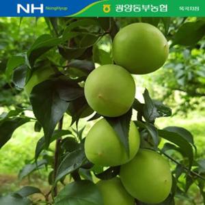 [산지직송/농협공동선별] 광양옥곡농협 청매실 10kg(대/M)