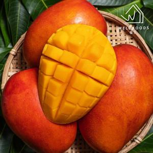 [웰굿] 항공직송 페루 애플망고 2kg(4-6과)