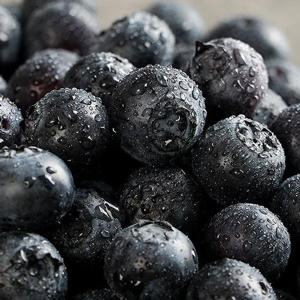 제주 무농약 블루베리 1kg 소과