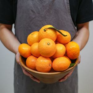 [제철진미] 제주 카라향 못난이혼합과 5kg(가정용)