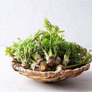 갤러리아_[더조은] 당일수확 고흥 참두릅 500g