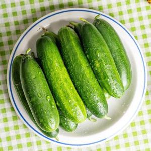 갤러리아_경북 칠곡 수분가득 미니오이 스낵오이 2kg 꼬마오이