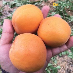온미락 영천 하우스 살구 정품 1Kg(10~18과) GAP 생 살구 국내산 산지직송