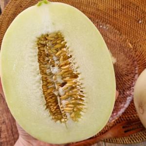 국내산 수신면 백자멜론 홈런스타 메론 5kg 내외
