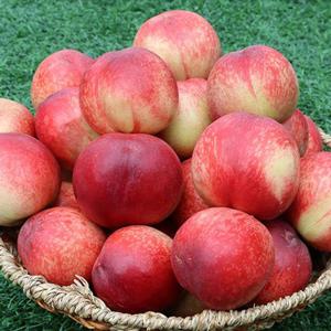 고당도 신비복숭아 대 1kg