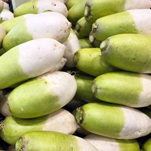[더조은] 제주 세척 월동무 5kg (개당 800-1200g)