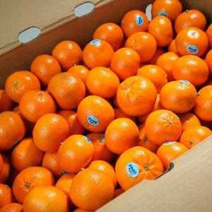 [효명] 고당도의 싱그러운 만다린 감귤2kg