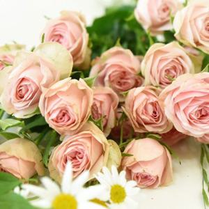 장미 20줄기 파스텔(연한색랜덤) 생화 한다발 촌스럽지 않은 꽃다발 선물용 꽃 보존제 증정 특상품