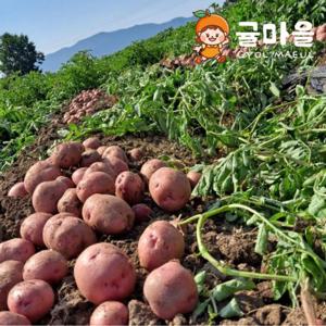귤마을 포슬포슬 카스테라 홍감자 5kg 특