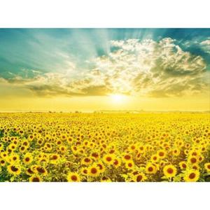 [QN58884Z]500피스 해바라기 들판의 일출 직소퍼즐 HP514