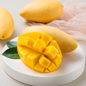 프리미엄 태국 남덕마이 골드망고 5kg(10~16입)