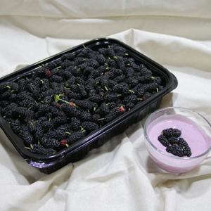 국내산  생과 오디 1kg 당일수확