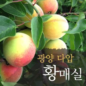 [무지개작목반]광양다압황매실5kg(특)(33-35mm)
