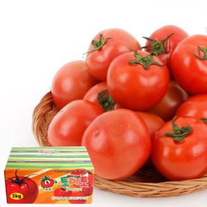 [농협공판장] 정성드린 완숙토마토 5kg(1-2번과)