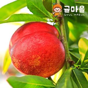 귤마을 국내산 신선복숭아 2kg 24과내외