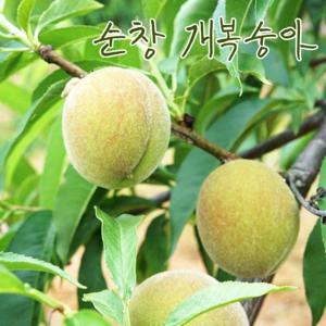 효소용 순창 개복숭아 돌복숭아 5kg