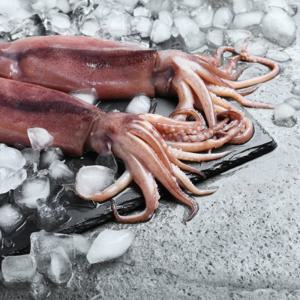 손질 통오징어1.6kg   2미(320g)*5팩 원양산 급냉