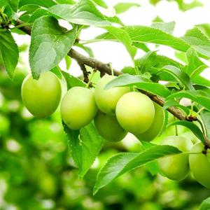 산지직송 제철 25년 순천 청매실 왕특 10kg