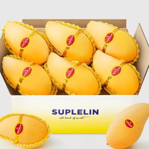 [수플린] 현지의 달콤함, 항공직송 태국골드망고 1.9kg (5~7입)