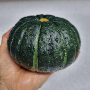 갤러리아_제주 미니단호박 보우짱 못난이혼합 10kg(14-84과)
