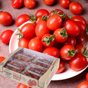 당일 출고량만 인증된 시설에서 당일배송 스테비아 방울 토마토 (1kg/2kg)