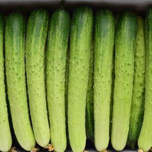 [산지직송] 수분 촉촉 백오이 아삭 하얀오이 5kg 최고 백다다기