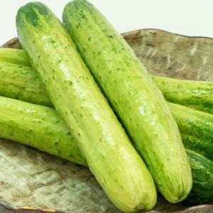 [산지직송] 수분 촉촉 백오이 아삭 하얀오이 2kg 3kg 5kg 최고 백다다기