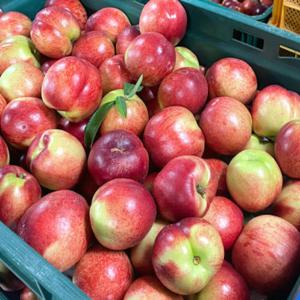 산지직송 경산 영천 신비복숭아 / 천도복숭아 1kg 2kg 5kg 10kg