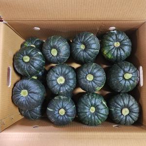 [6/11~ 순차출고] 제주도 미니 밤호박 단호박 보우짱 2kg 3kg 5kg 10kg