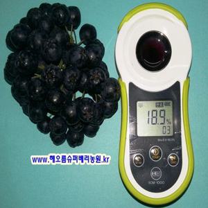 (강원ON)아로니아(킹스타케이원)생과,냉동과,꼭지제거 1kg