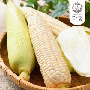 [30일 순차 발송] [농협]남도 햇 찰옥수수 14cm이상 특크기 미백