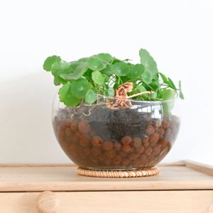 워터코인 수경재배 수생 수중 수경 식물 물에서 키우는 식물