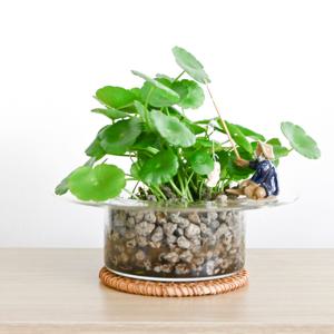 워터코인 수경재배 식물 수중 수생 수경 식물 화분