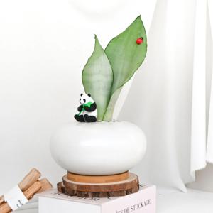 문샤인 산세베리아 문라이트 음지 그늘 현관 잘안죽는 식물