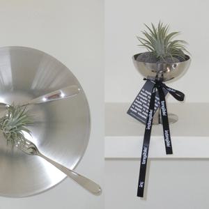 틸란드시아 이오난사 (Tillandsia ionantha)