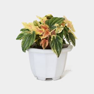 핑크레이디 페페 싱그러운 중형 공기정화 식물 꽃모종